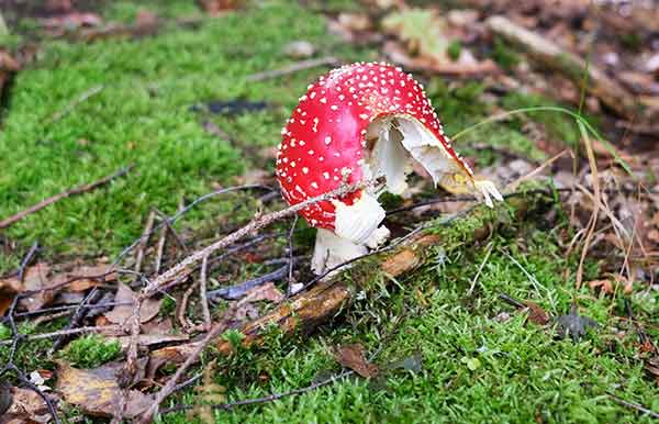 Fliegenpilz auf Moos im Herbstwald des Bayerischen Waldes.