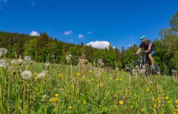 Fahrradfahrer fährt durch die Natur mit einer Wiese im Vordergrund und einem Wald im Hintergrund im Bayerischen Wald.