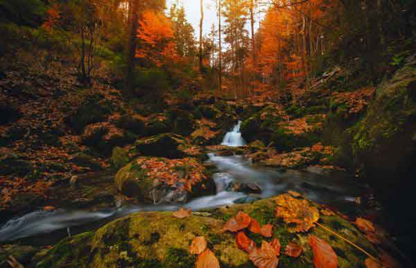Die beeindruckenden Rißlochwasserfälle im Bayerischen Wald, umgeben von grüner Natur.